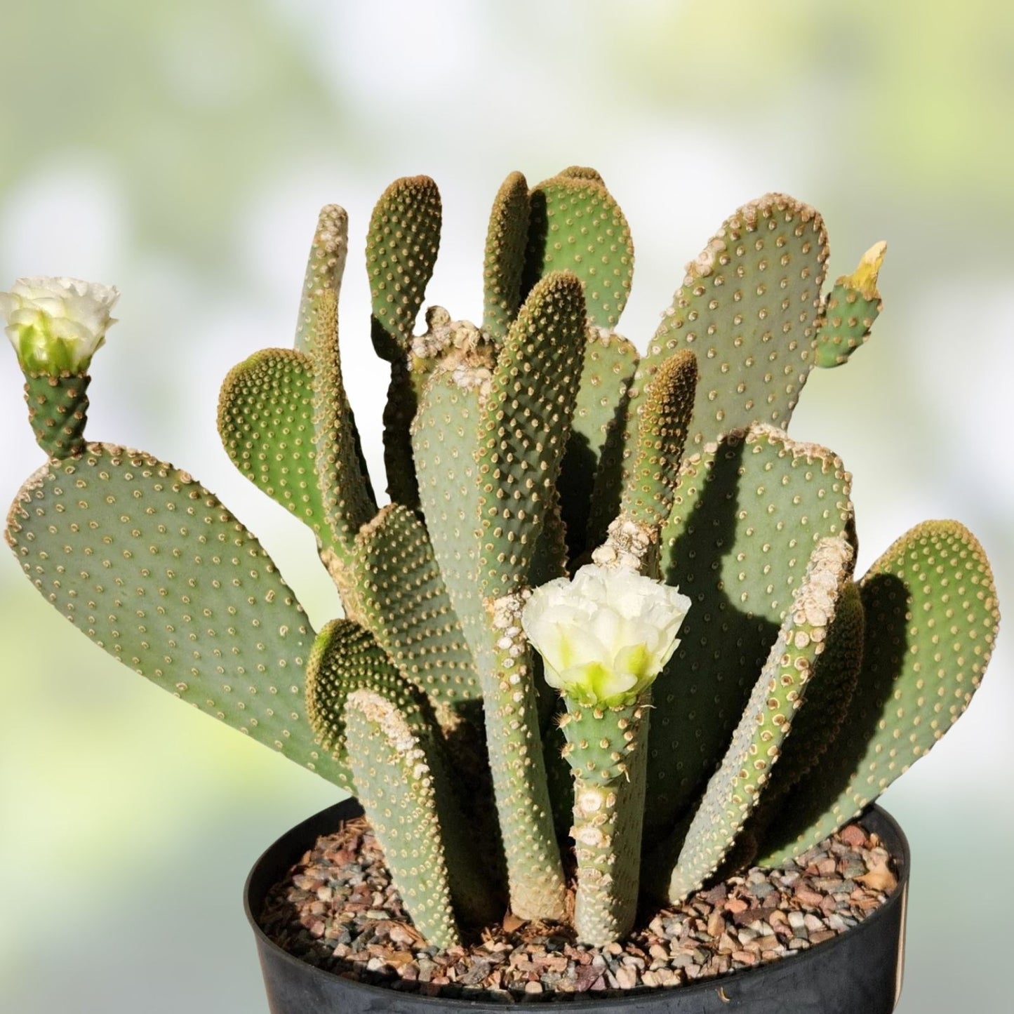 Prickly Pear Cactus Pad Cutting – Opuntia Basilaris White Flower Live Plant, Succulent, Desert Plant, Easy to Grow