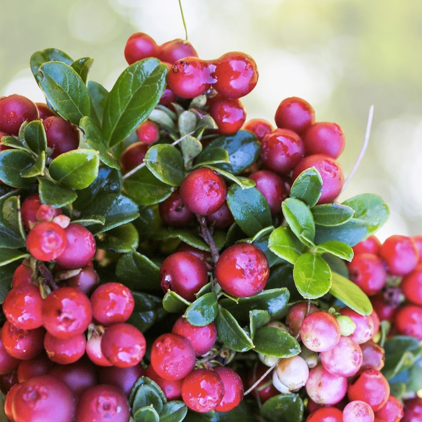 Lingonberry Seeds - 25 Pack - Vaccinium Vitis-Idaea - Cold Tolerant Superfruit - Free Shipping