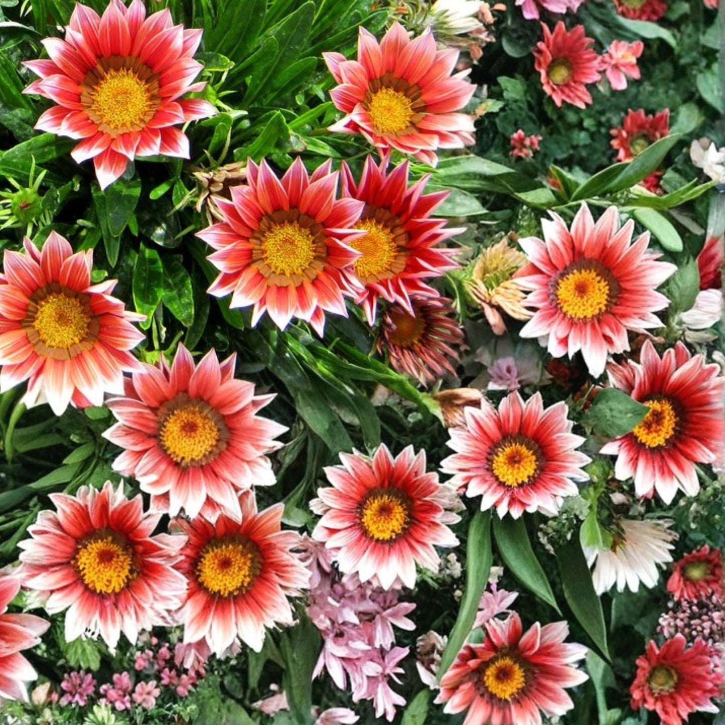 Gazania Seeds 75+ Non-GMO Ruby Sunset Fragrant Flower Seeds - Gazania rigens
