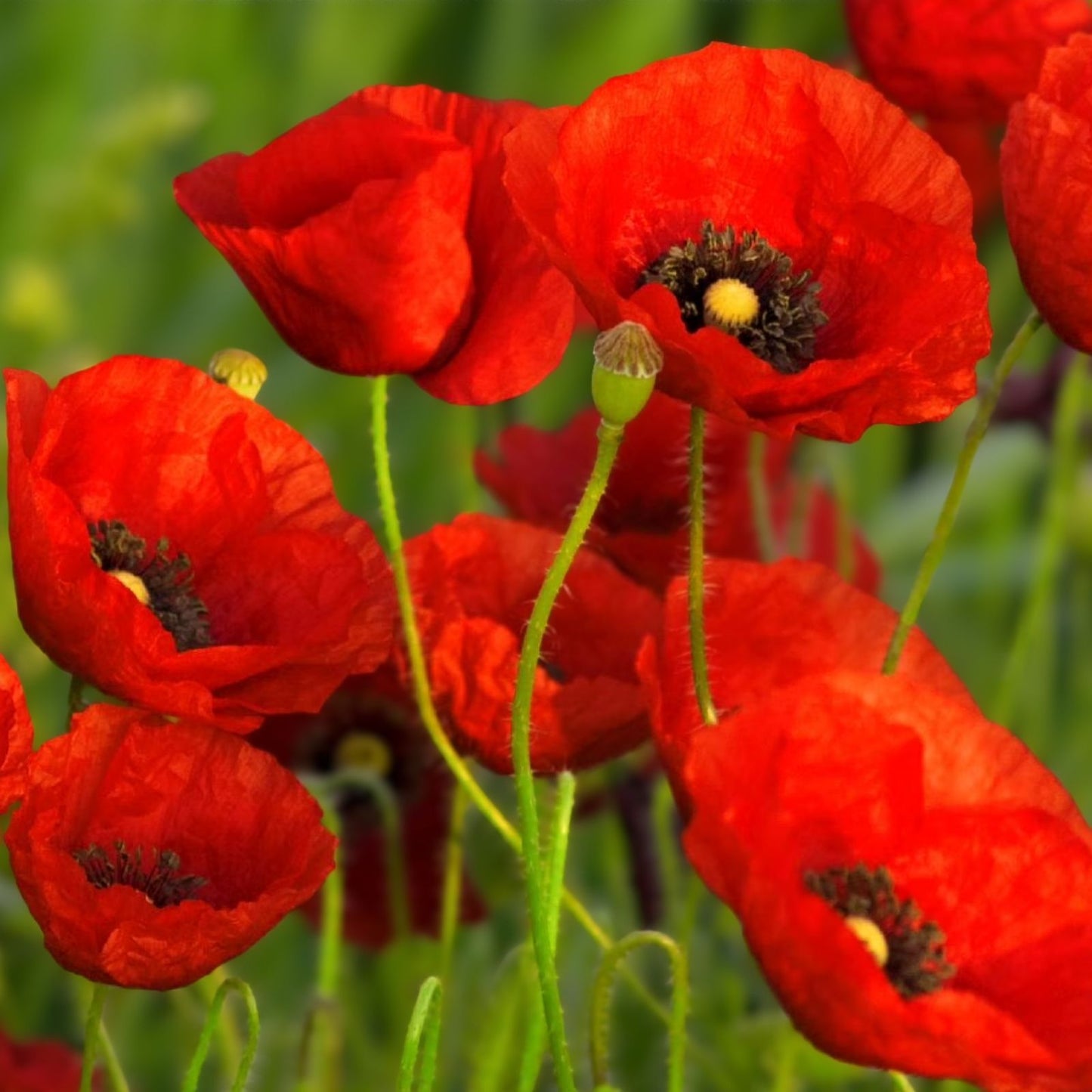 Red Poppy Seeds 1000 Pack, Papaver rhoeas, Flower Seeds for Planting, Annual Garden Plant, Bulk Seed Pack