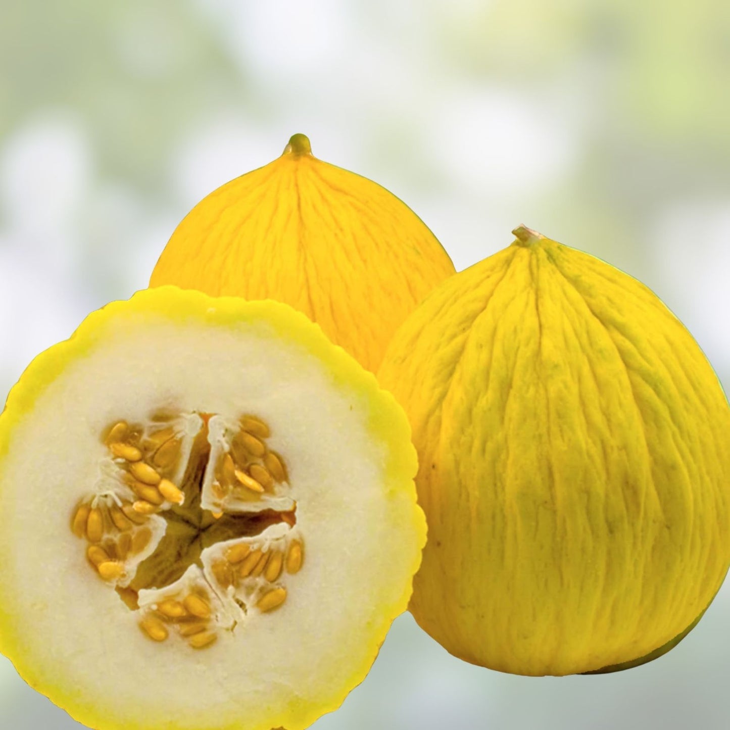 Golden Beauty Casaba Melon Seeds - 20 Count, Easy to Grow, Sweet Flavor, Cucumis melo