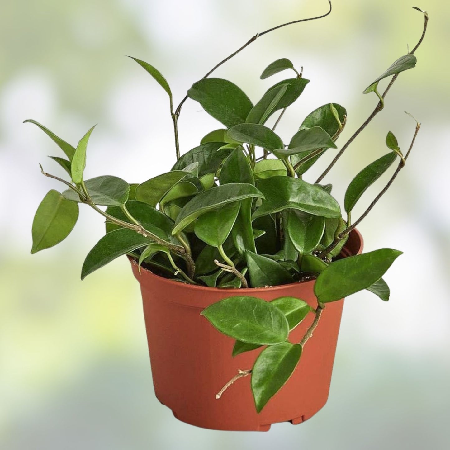 Hoya Rooted Cuttings – Chelsea, Sigillatis & Lisa – Tropical Houseplants for Indoor Gardening – Hoya spp,