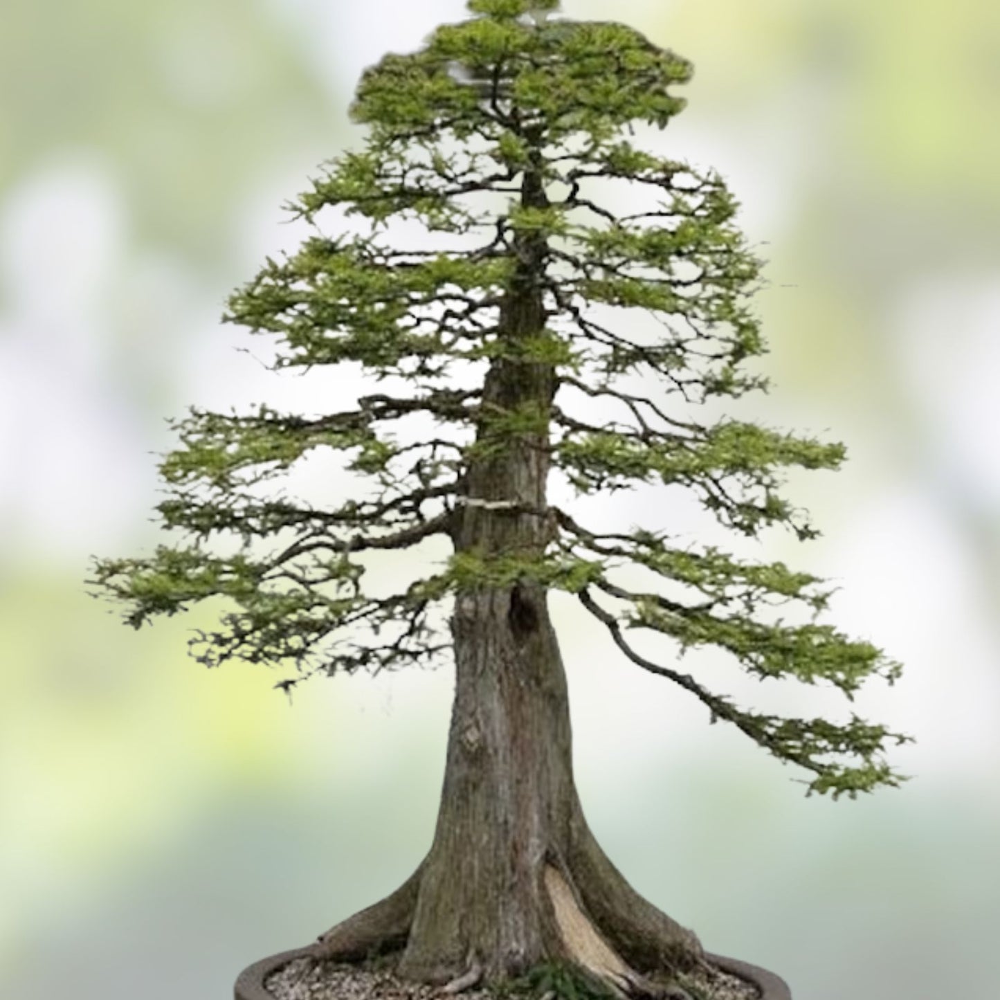 Redwood Bonsai Tree Seeds 25 Pack Sequoiadendron giganteum Conifer Starter Kit Live Plant Cutting