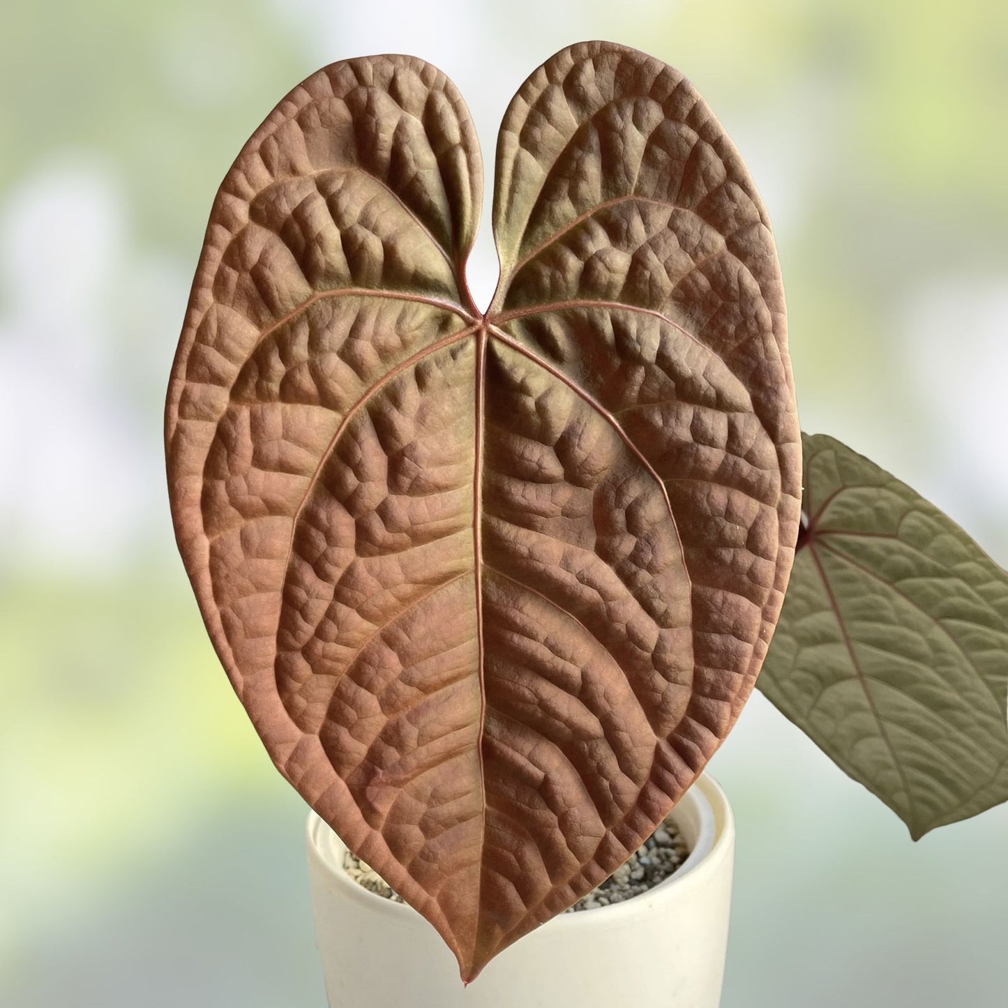 Anthurium Plant Growers Choice Red Crystallinum X Crystallinum Indoor Houseplant Free Shipping