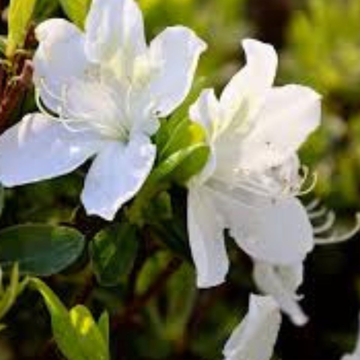 White Azalea Live Plant 3 Inch Pot Azalea Indica Alaska Blooming Shrub