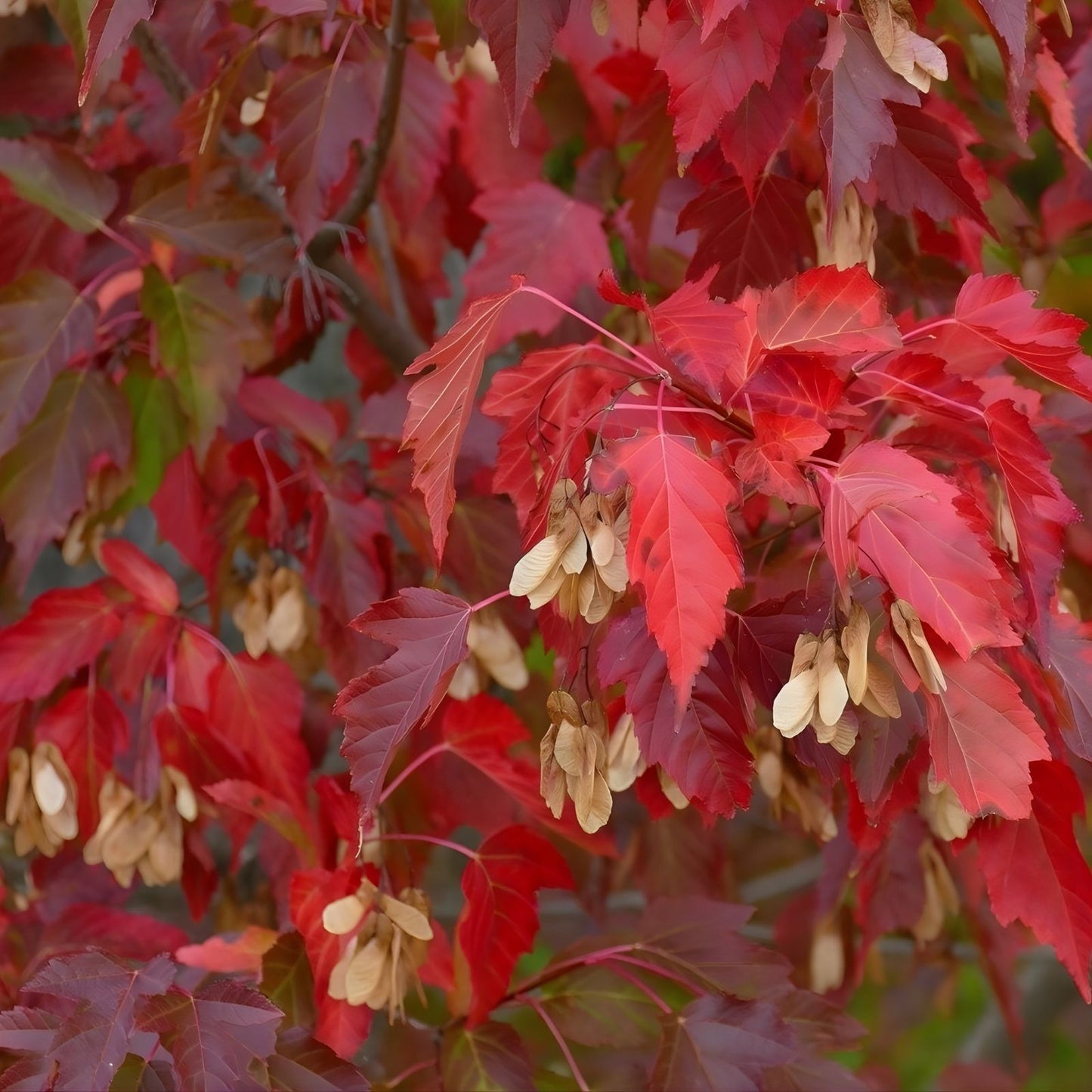 Amur Maple Tree Seeds 30 Pack, Acer tataricum ginnala, Fast-Growing Hardy Tree, Ornamental Shrubs for Landscaping and Garden