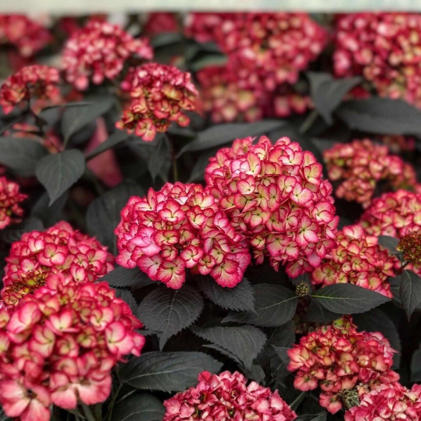 Rare Hydrangea Bundle 4 Rooted Cuttings Premium Dark Foliage Hydrangea macrophylla, Garden Flower Plant, Ornamental Shrubs