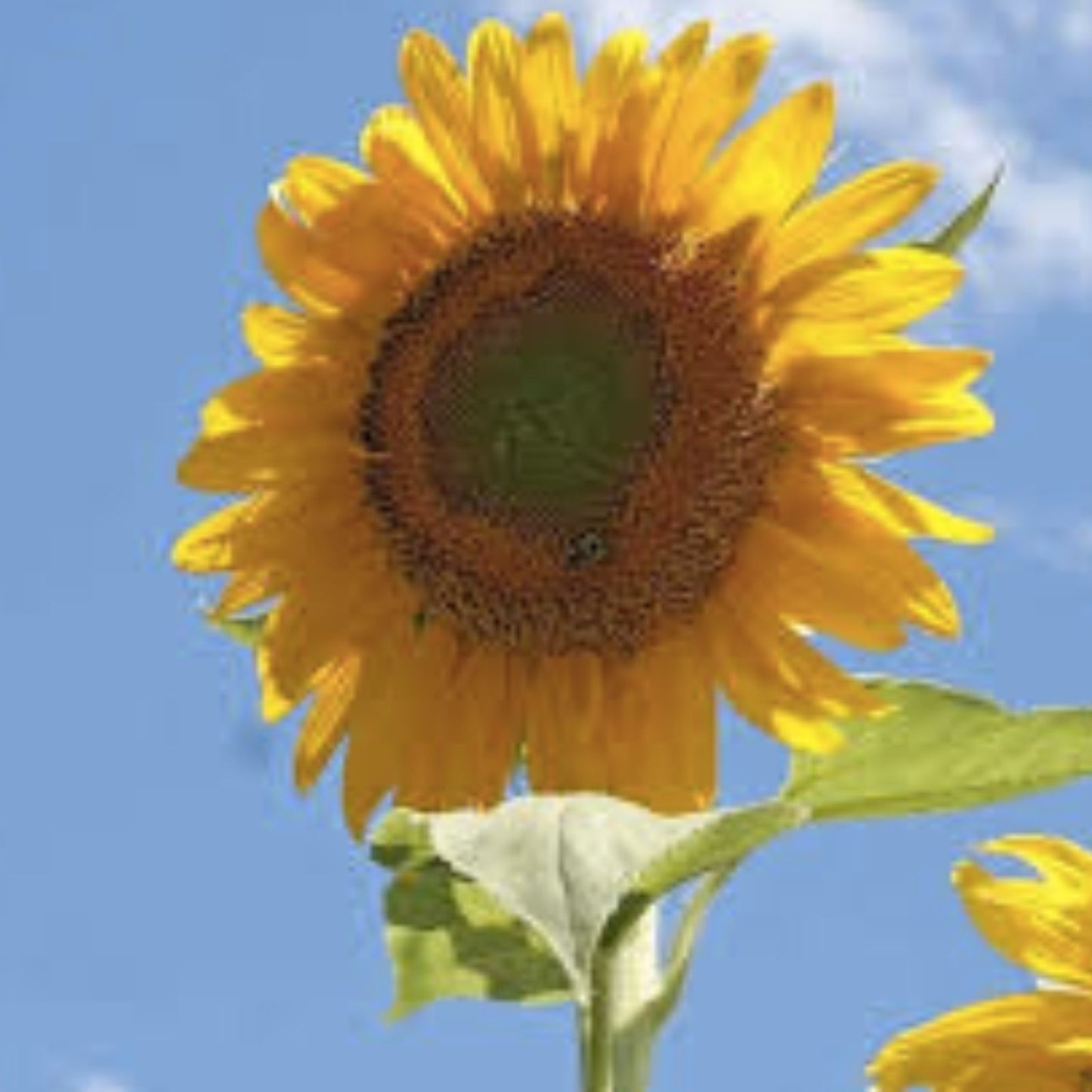 Mammoth Sunflower Seeds 50 Grey Striped Large Vibrant Flowers Helianthus annuus Garden Seeds