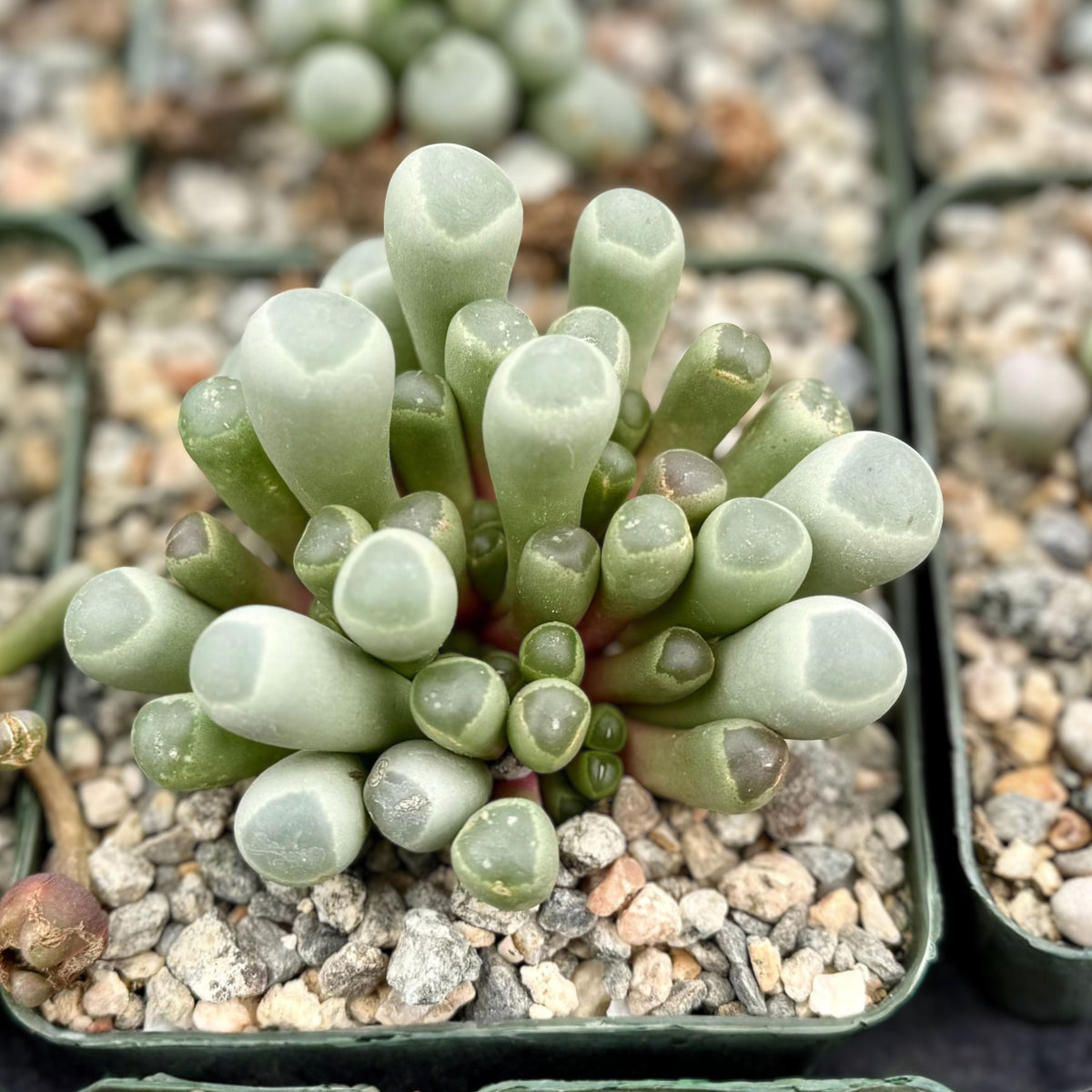 Baby Toe Succulent Plant - 2" or 4" Pot - Fenestraria rhopalophylla - Cute Cylindrical Leaves with Translucent Tips
