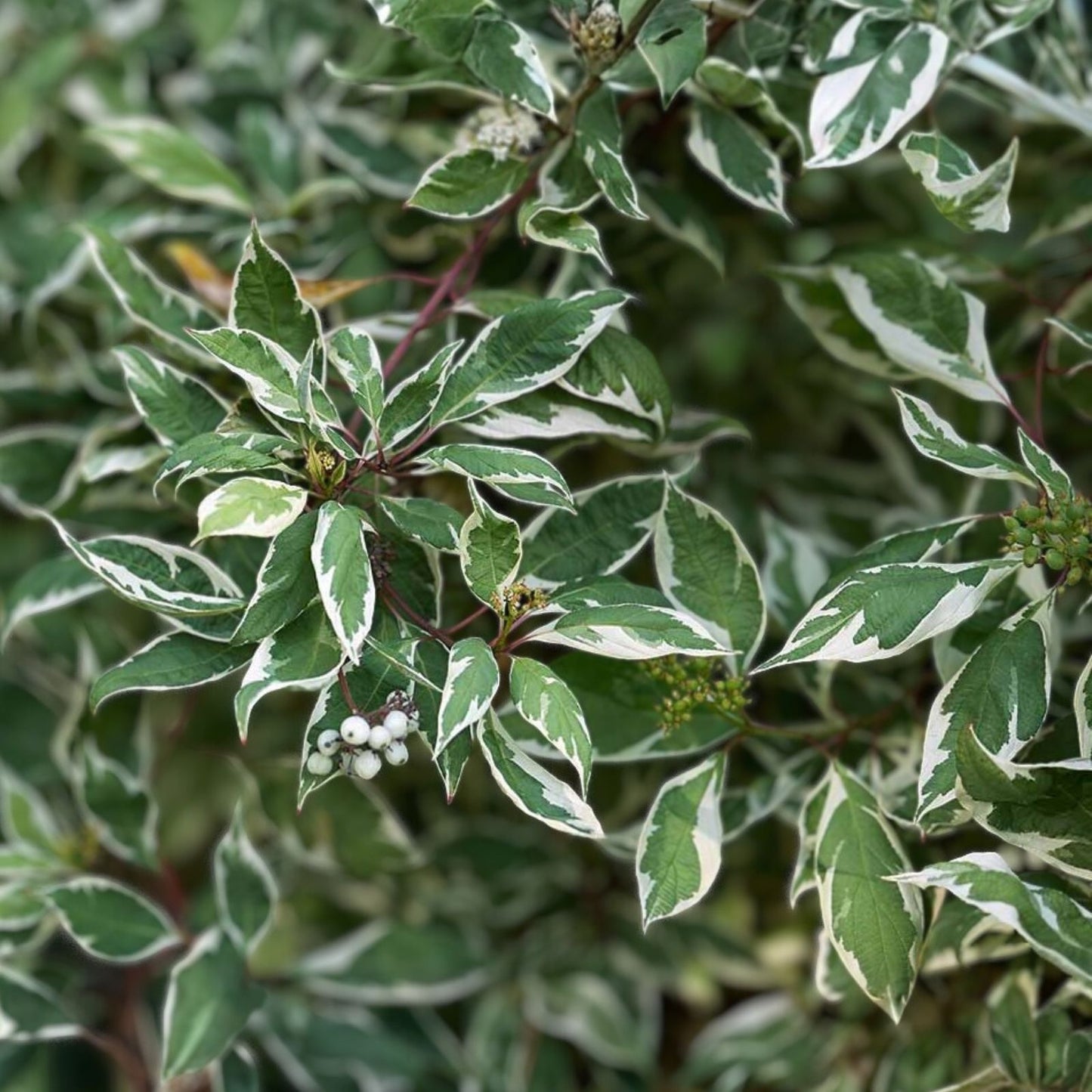 Variegated Wintercreeper Starter Plants – 6 Perennial Evergreen Ground Cover Vines – Euonymus fortunei 'Variegatus'