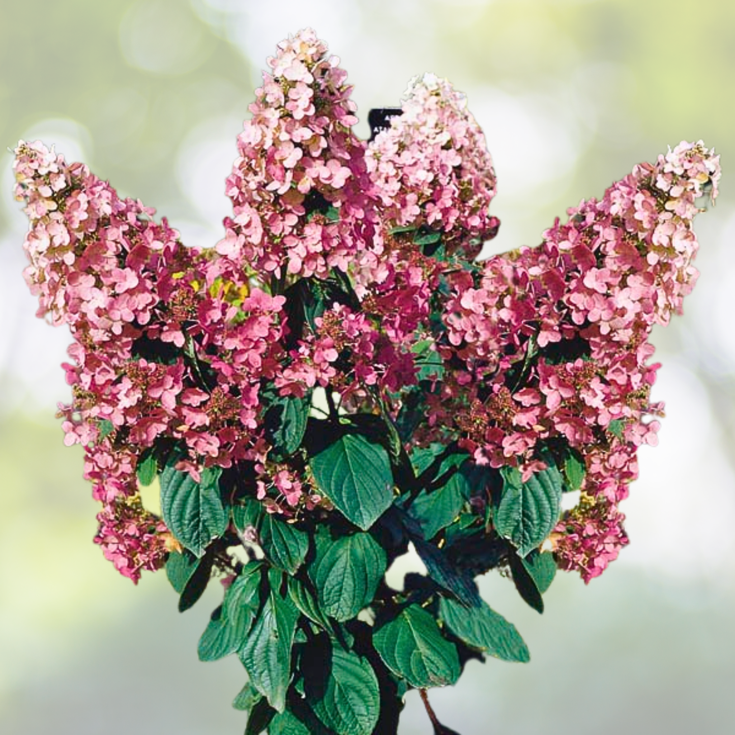 Hydrangea Starter Plant - 7-10 Inch - Pink Diamond - Hydrangea paniculata