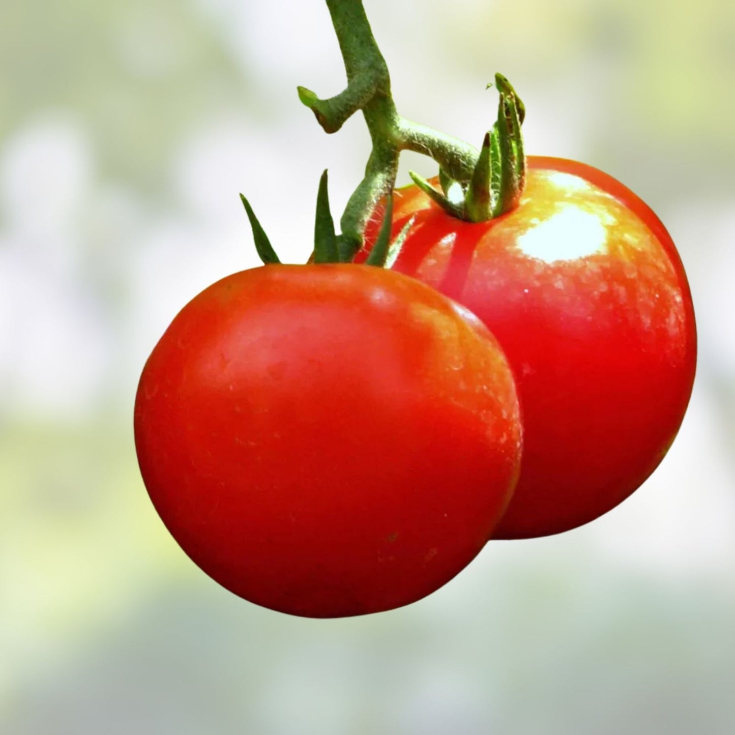 Tomato Seeds 100 Pack Bonny Best Scarlet Slicing Canning Variety Lycopersicon esculentum Bright Red Fruits