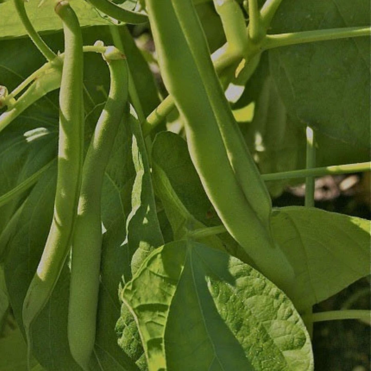 Tendergreen Improved Green Bush Bean Seeds - Stringless, Heavy Producer - 15+ Seeds - USA