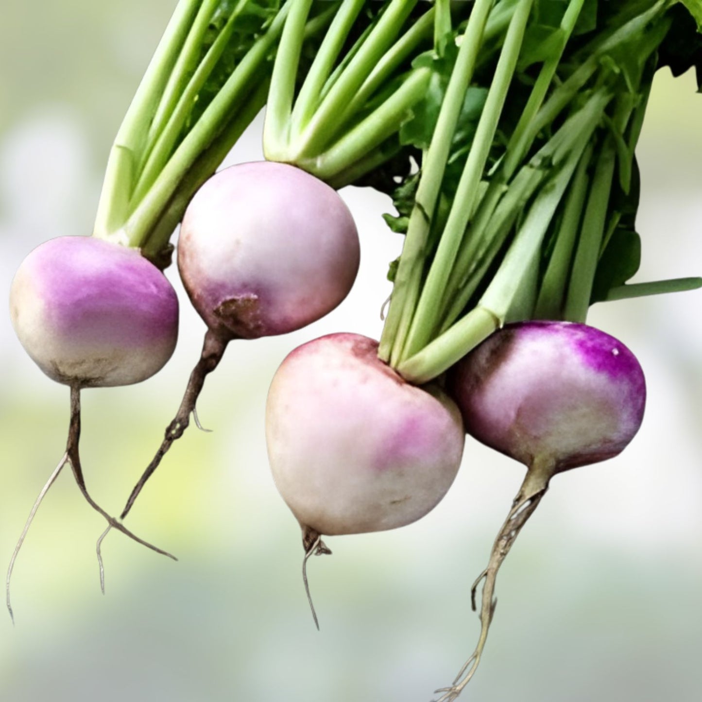 Purple Top Turnip Seeds 1,000 Count – Brassica rapa Vegetable Seeds for Gardening and Planting