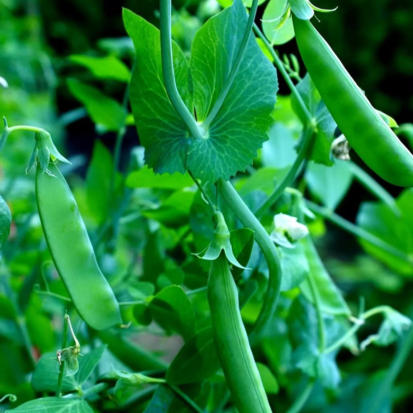 Sugar Snap Pea Seeds 100+ Count Heirloom Variety Pisum sativum Vegetable Seeds for Gardening