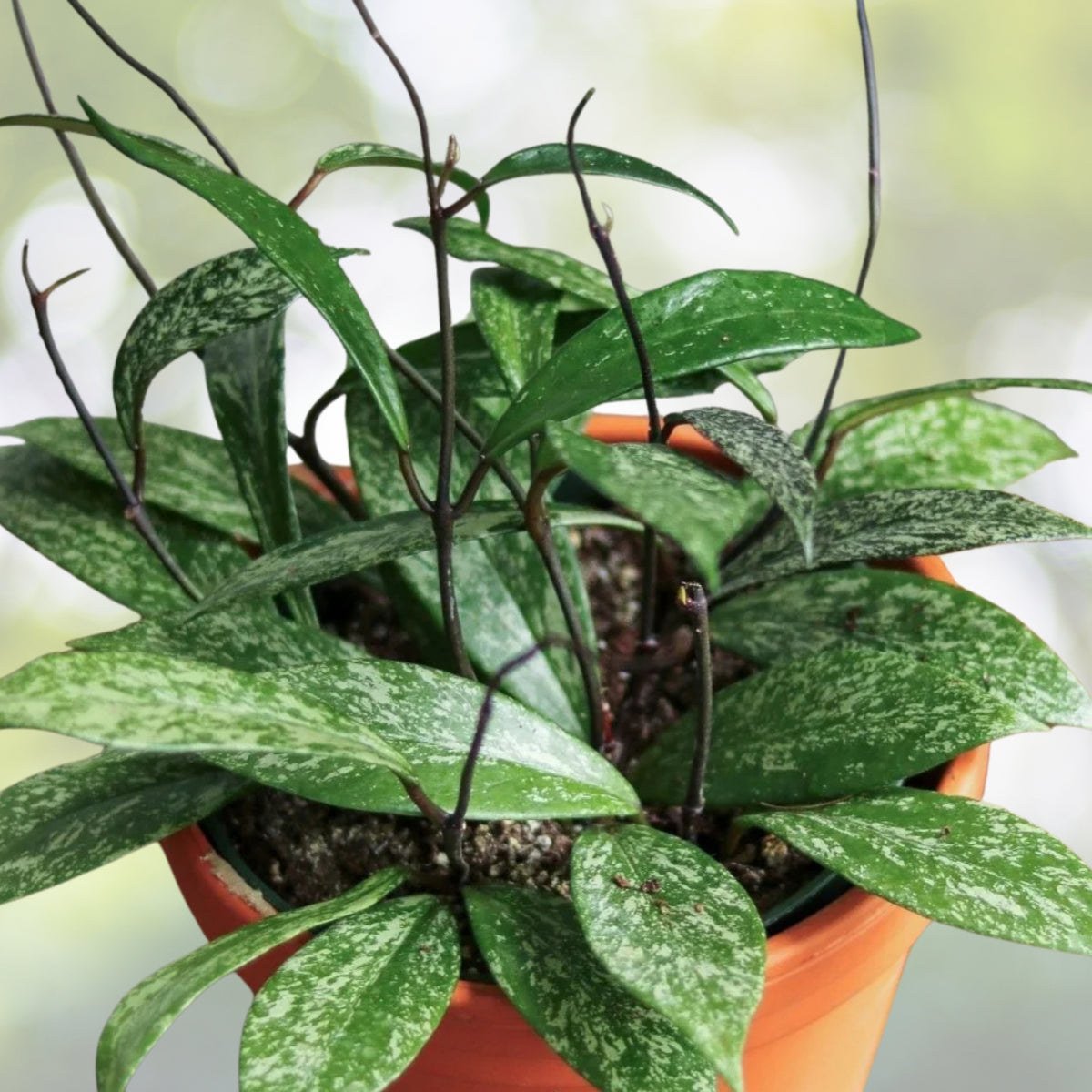 Hoya Publicalyx Splash Plant 3" Pot - Purple Flower Wax Plant, Tropical Houseplant, Indoor Decoration - Hoya Publicalyx