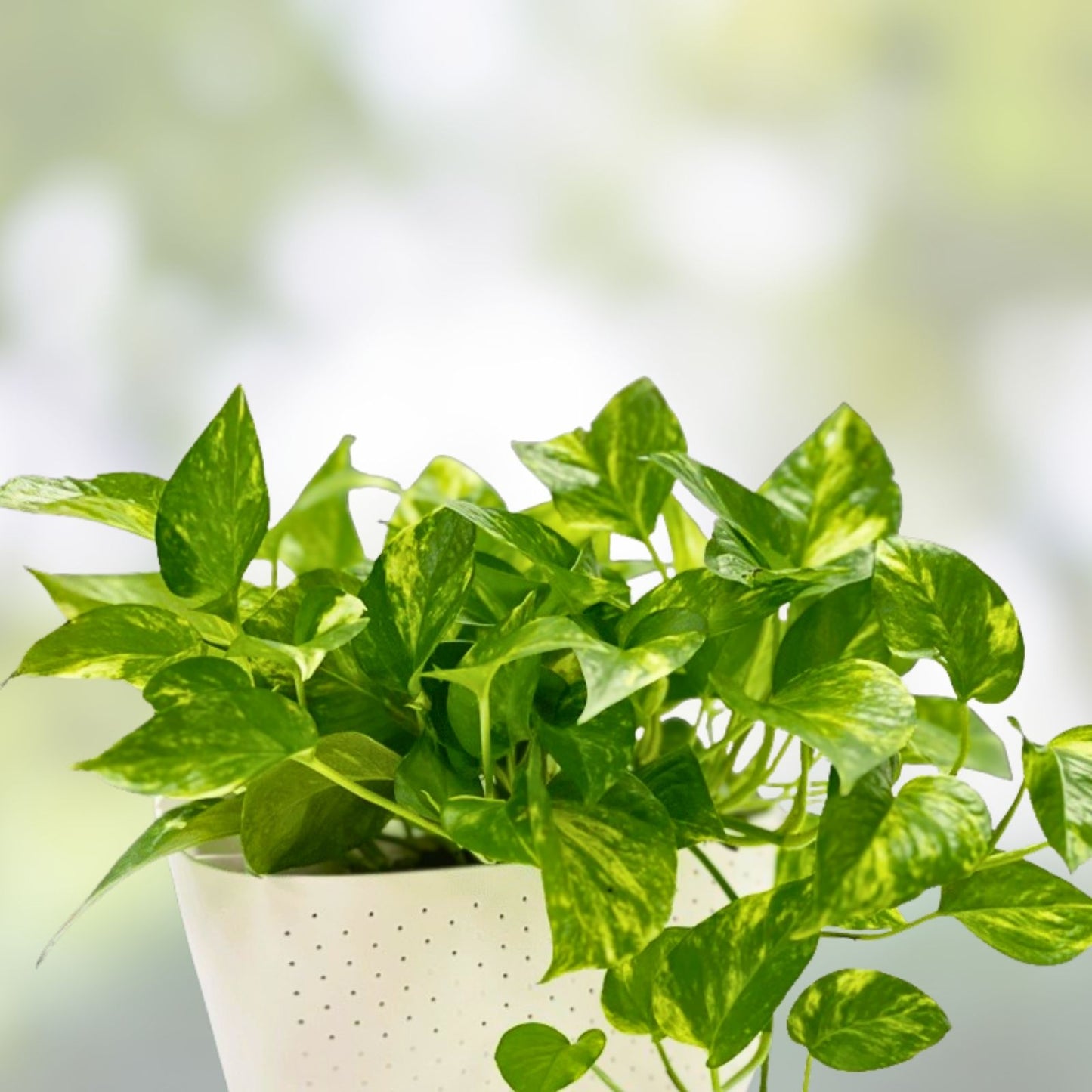 Golden Pothos Cuttings - Healthy Indoor House Plant - Easy Care Epipremnum aureum - Trailing Vine, Green Variegated Foliage