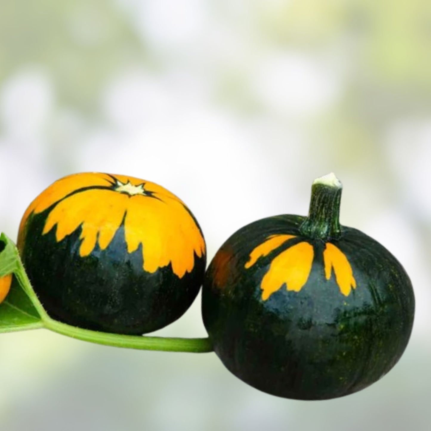Batwing Pumpkin Seeds 10 Pack Black Cape Variety Cucurbita pepo for Planting, Unique Halloween Decor, Edible Pumpkin Seeds