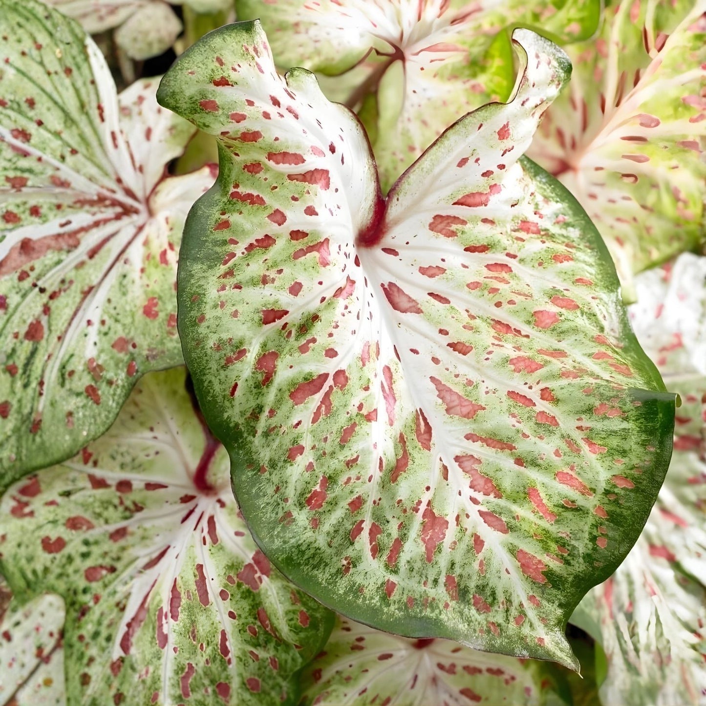 Caladium Bulbs Gingerland Variety - Colorful Tropical Foliage - Caladium bicolor Planting Bulbs