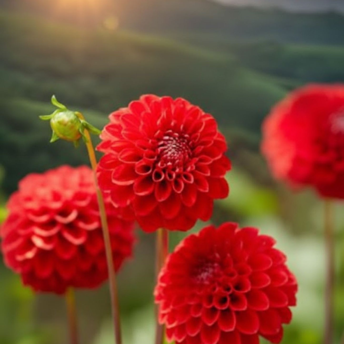 Dahlia Ball Tubers 3 Large Red Cap Varieties for Planting - Dahlia variabilis Bulbs