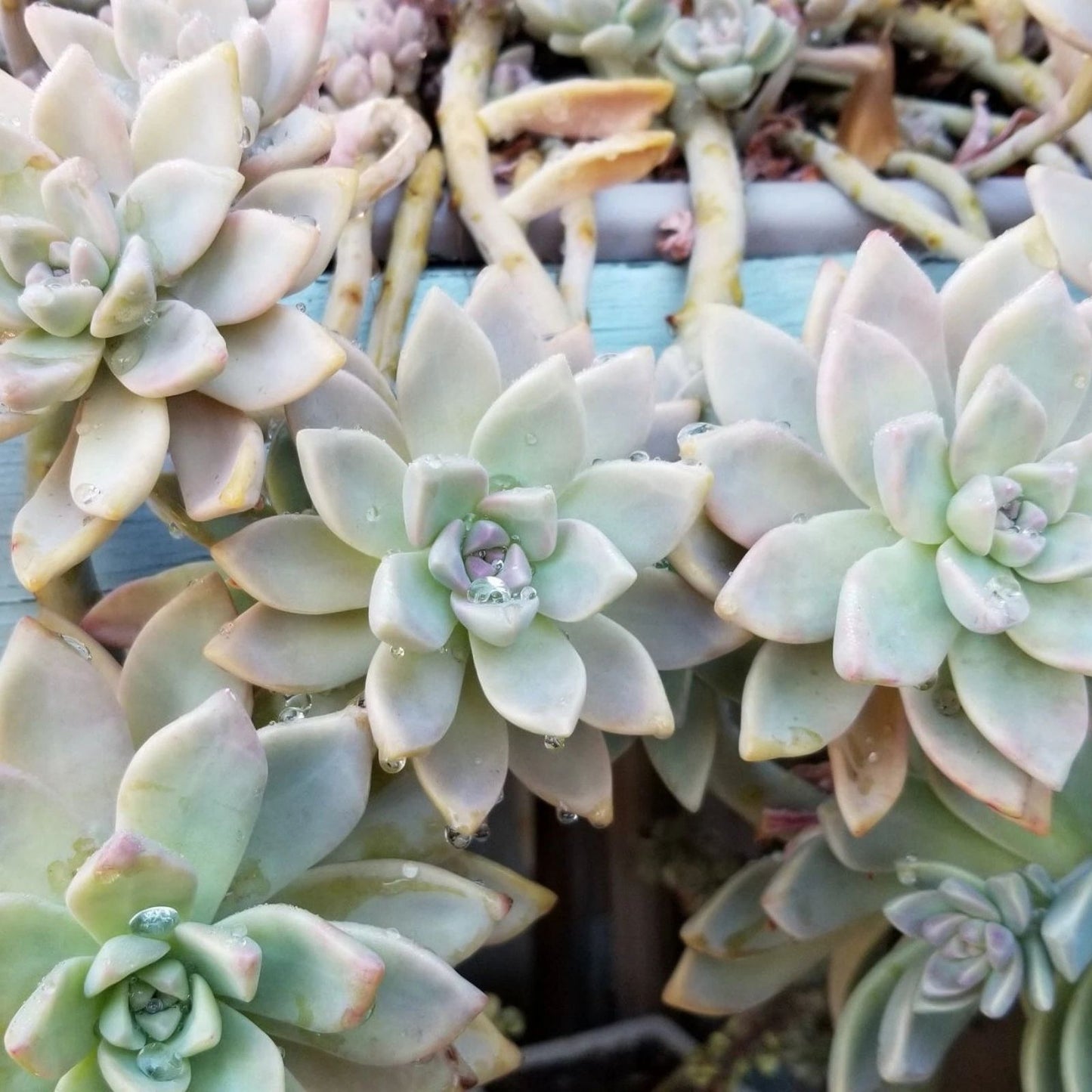 Graptosedum Ghosty Succulent Cutting 3-Inch Rare Live Plant - Unique Indoor Cactus for Decor and Gardening