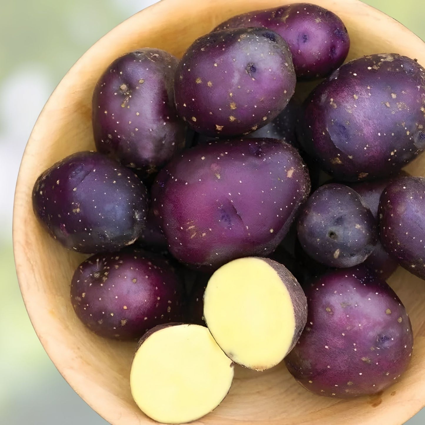 Harvest Moon Baby Seed Potatoes for Planting, Organic Heirloom Variety, Solanum tuberosum, Small Seed Potatoes