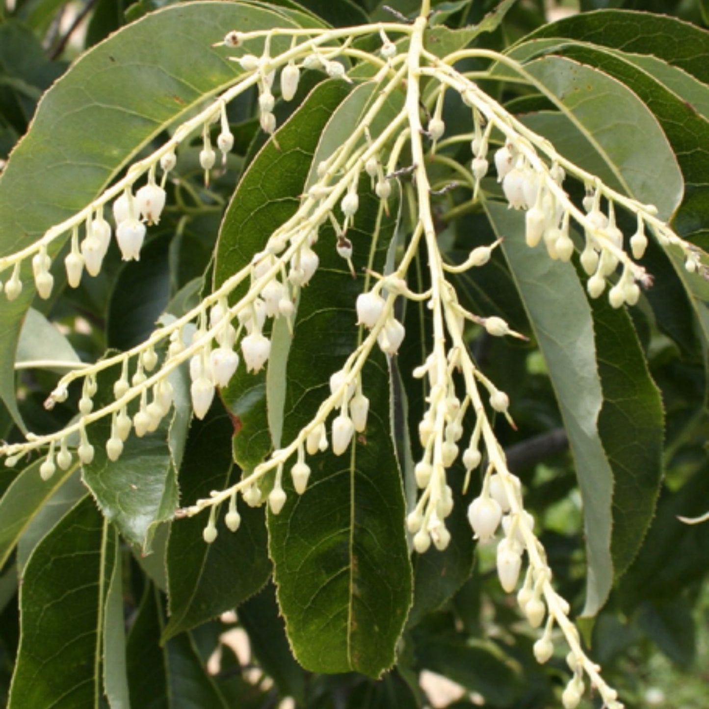 Lily of the Valley Tree Seeds 100 Pack - Oxydendrum arboreum Sourwood Perennial Hardy Ornamental Tree Seeds