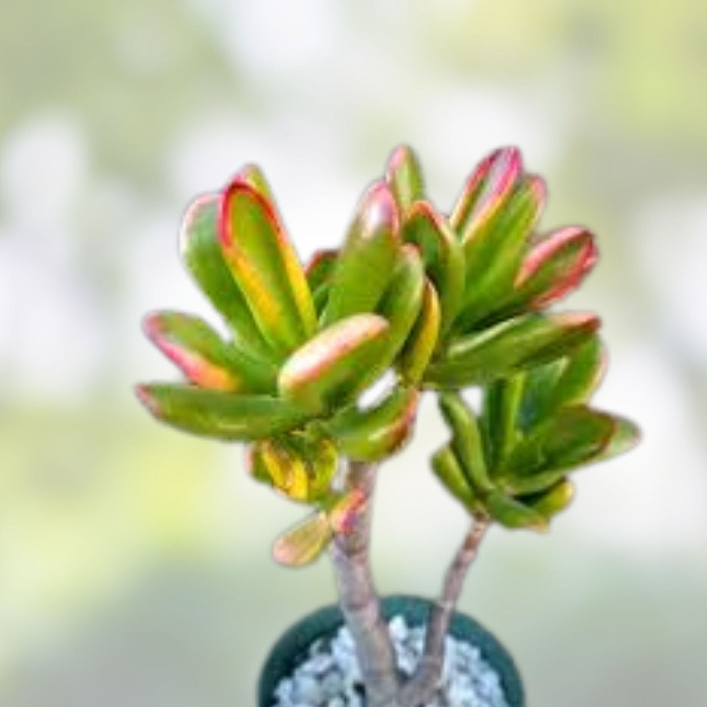 Rainbow Jade Cuttings - Crassula Ovata Siempre Viva - Rare Money Tree Plant with Blooms - Succulent Plant for Indoor Decor