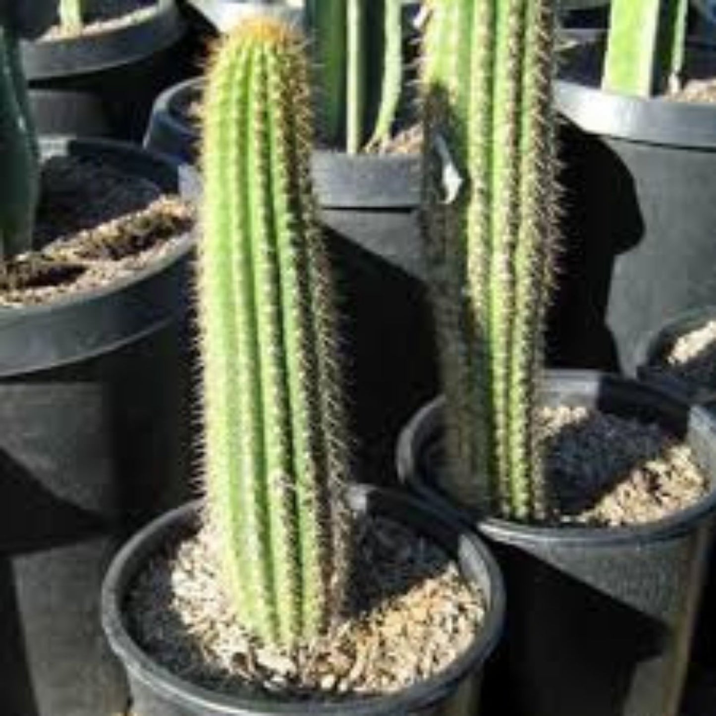 Cephalocereus royenii Starter Cactus 6" Pipe Organ Cactus Succulent Plant Sebucán Variety