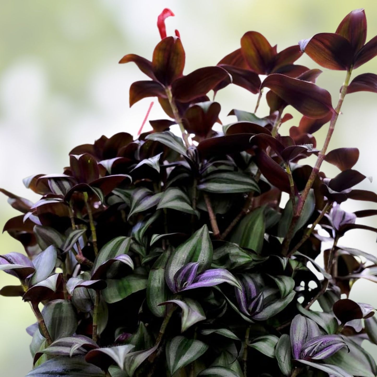 Zebrina Silver Wandering Jew Cuttings - Indoor Plant in 2" or 4" Pot - Easy Care Tradescantia Variegated Plant