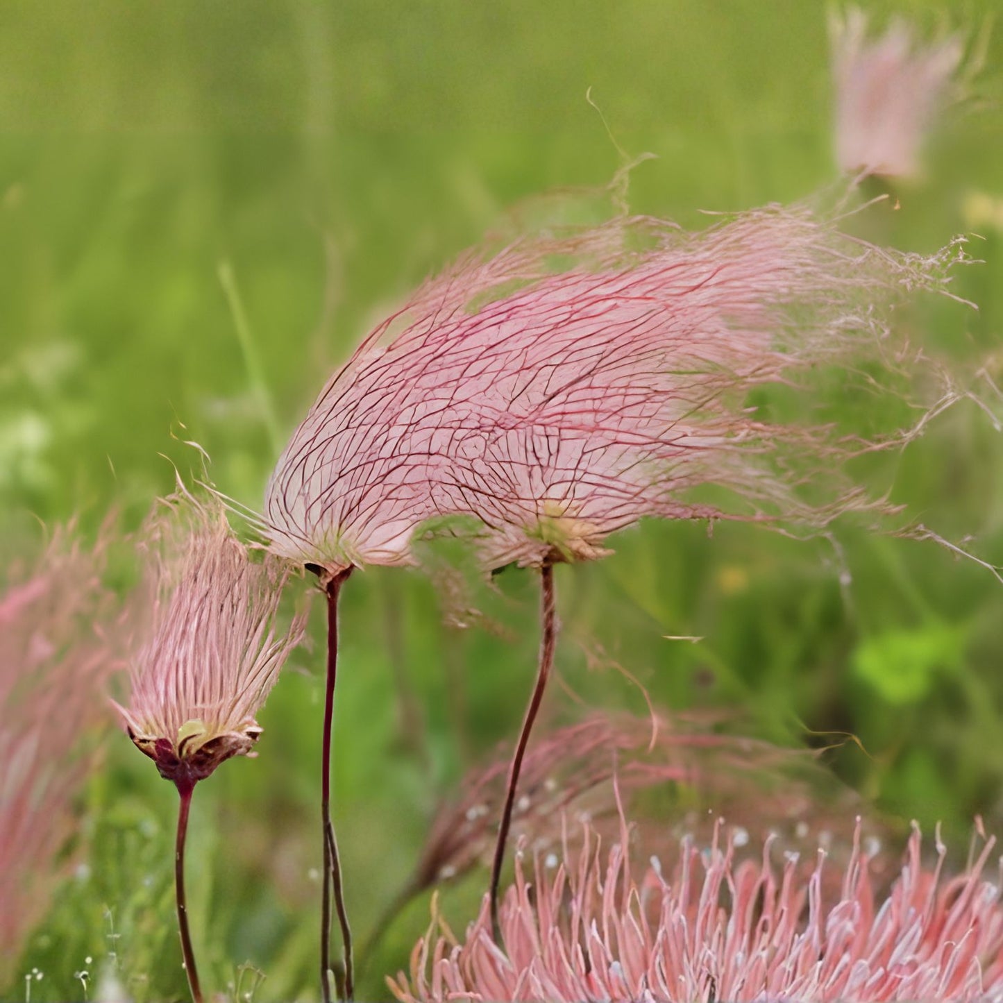 Prairie Smoke Seeds 10 Pack - Native Wildflower Seeds Geum triflorum - Live Plant, Bare Root, Starter Plant, Made in USA, Iowa