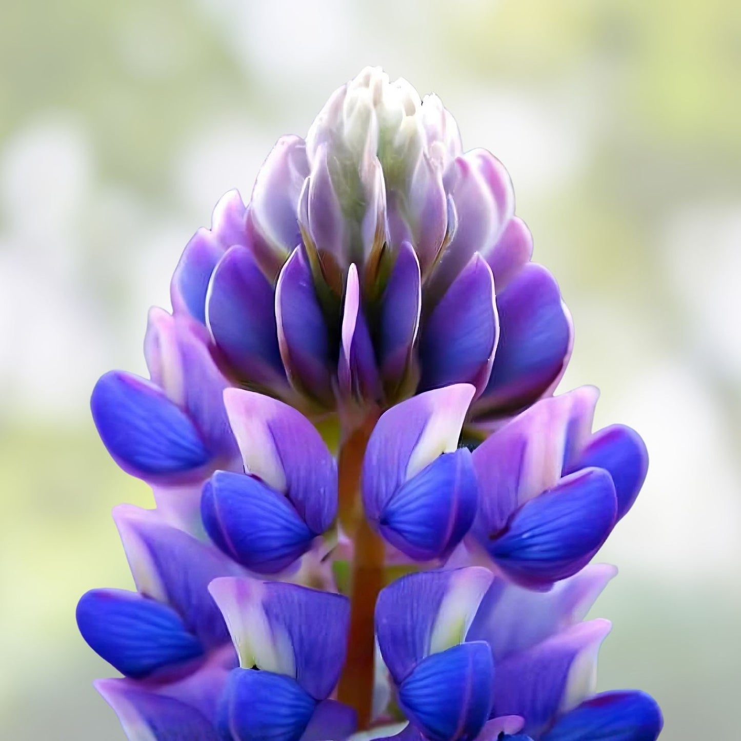 Arroyo Lupine Seeds 100 Count – Purple Flowers – Lupinus succulentus Wildflower Seeds for Garden Landscaping