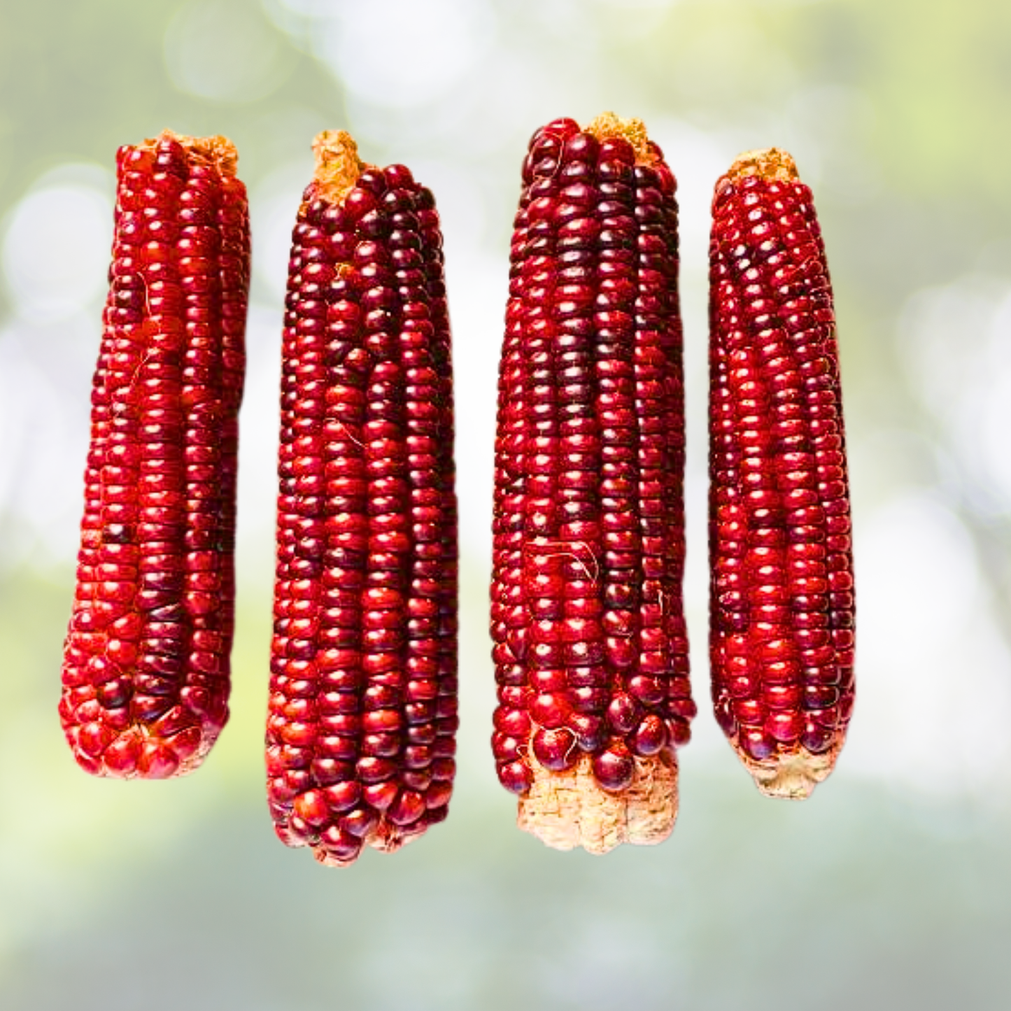 50pcs Bloody Butcher Corn Seeds - Heirloom Non-GMO Open-Pollinated - Zea mays