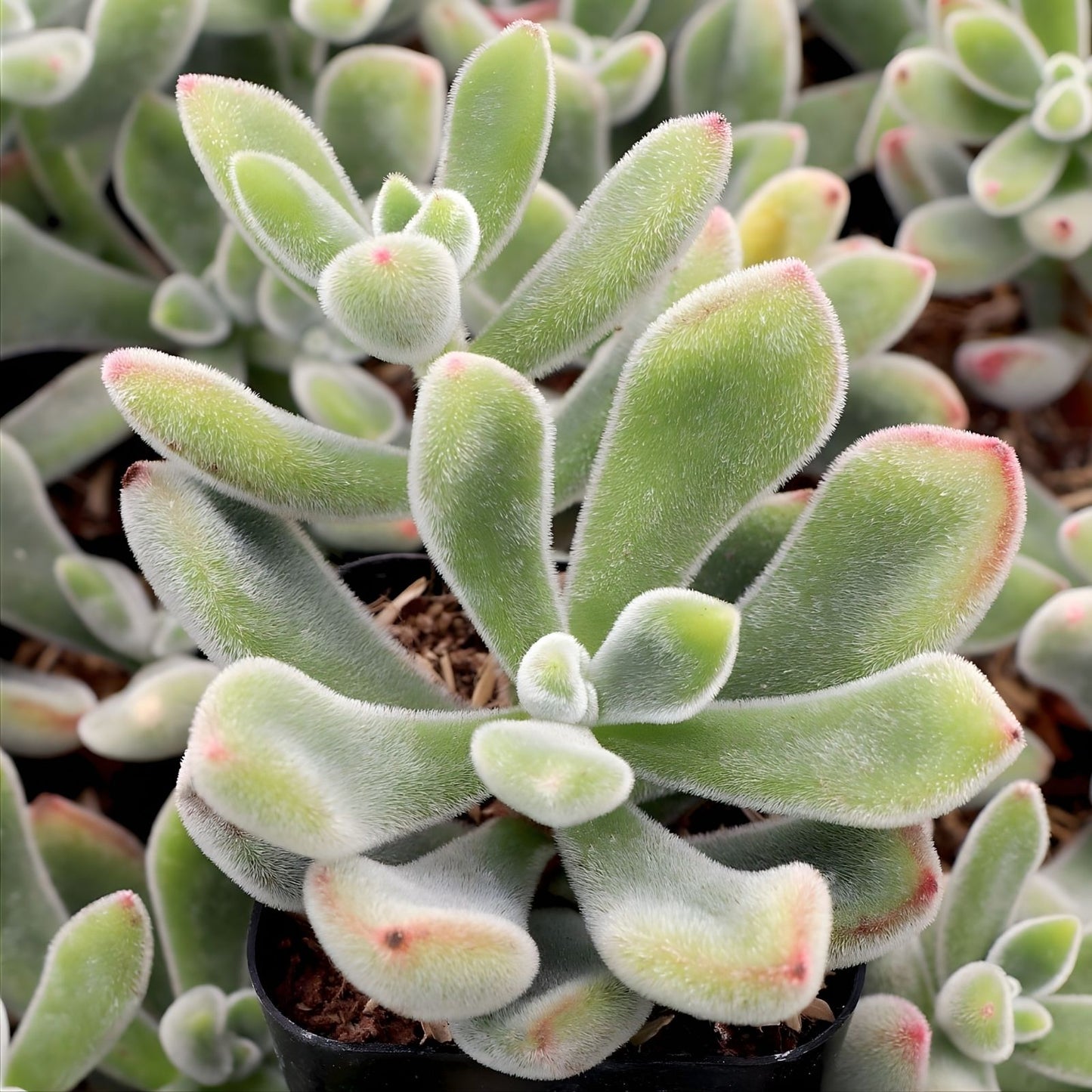 Echeveria Pulvinata Succulent Cuttings 1" Fuzzy Red Variety Live Plant, Echeveria Pulvinata Succulent