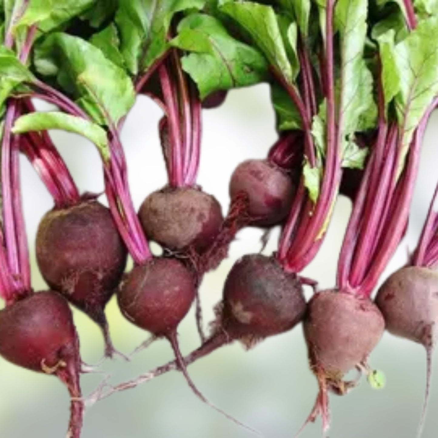 Mammoth Mangel Beet Seeds 50 Pack - Heirloom Beta vulgaris Root Vegetable for Planting