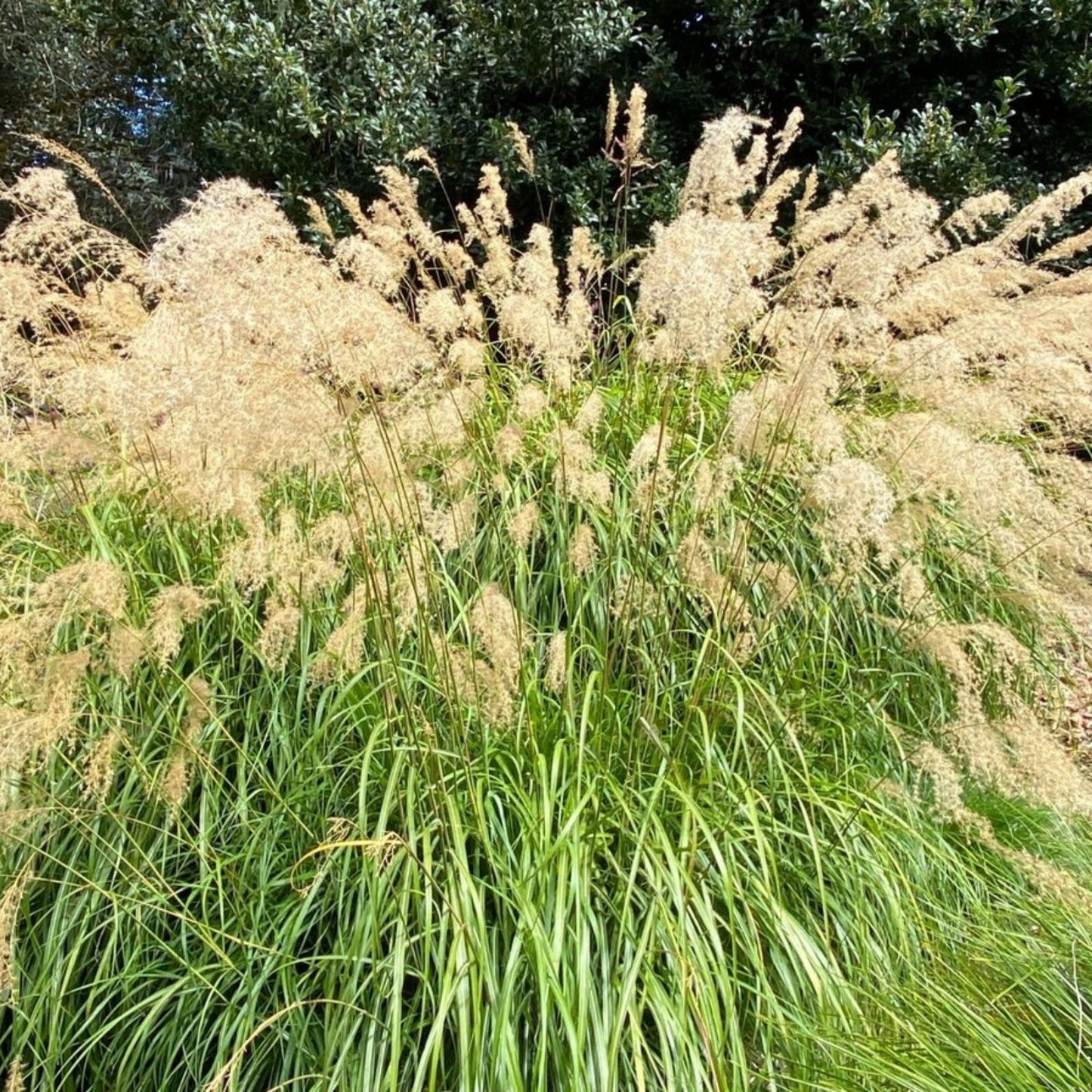 Silver Morning Light Maiden Grass Seeds, Organic Miscanthus, 100 Pack, Ornamental Grass Seeds, Free Shipping