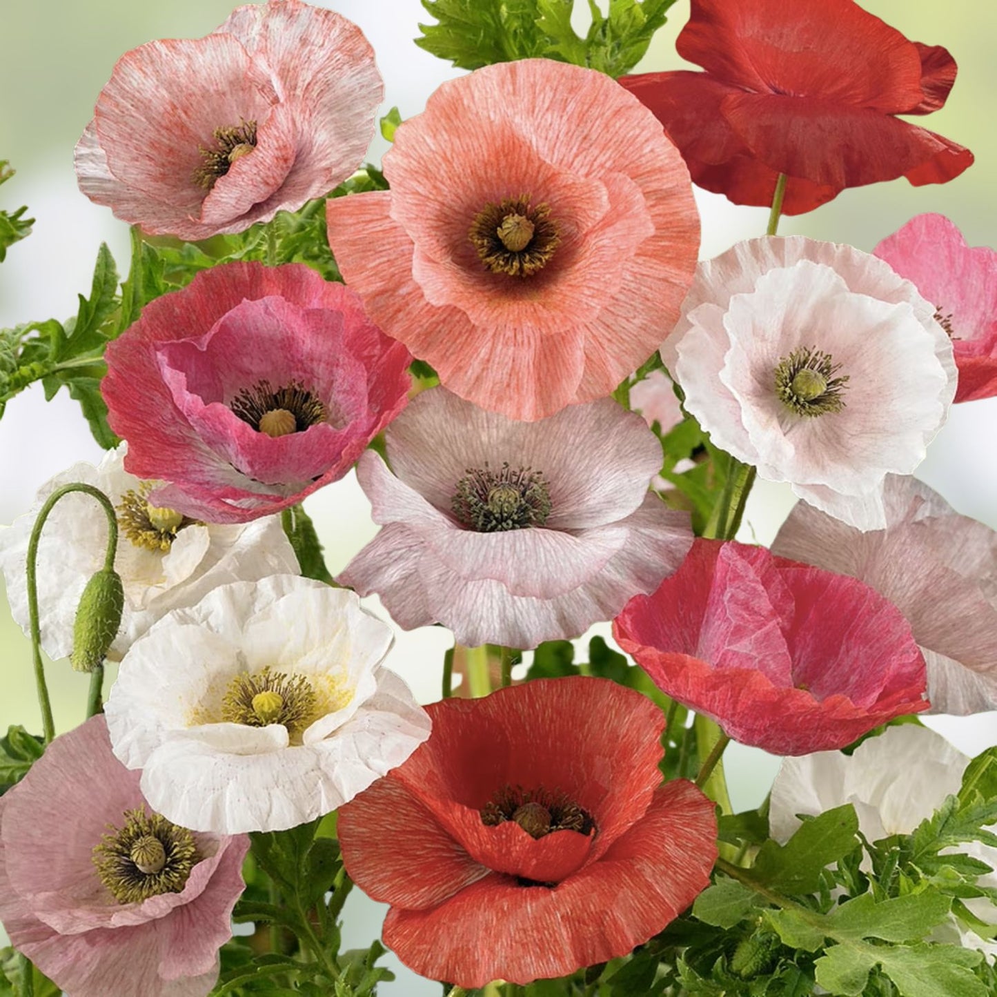 Carmine King Poppy Seeds 50 Pack Bright Red Papaver rhoeas Garden Flower Seeds Live Plant Cutting