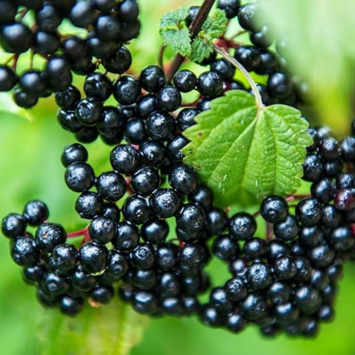 Fresh Elderberry Cuttings - 2 Black Bearing Sambucus nigra for Planting - Fruit Bearing Shrubs