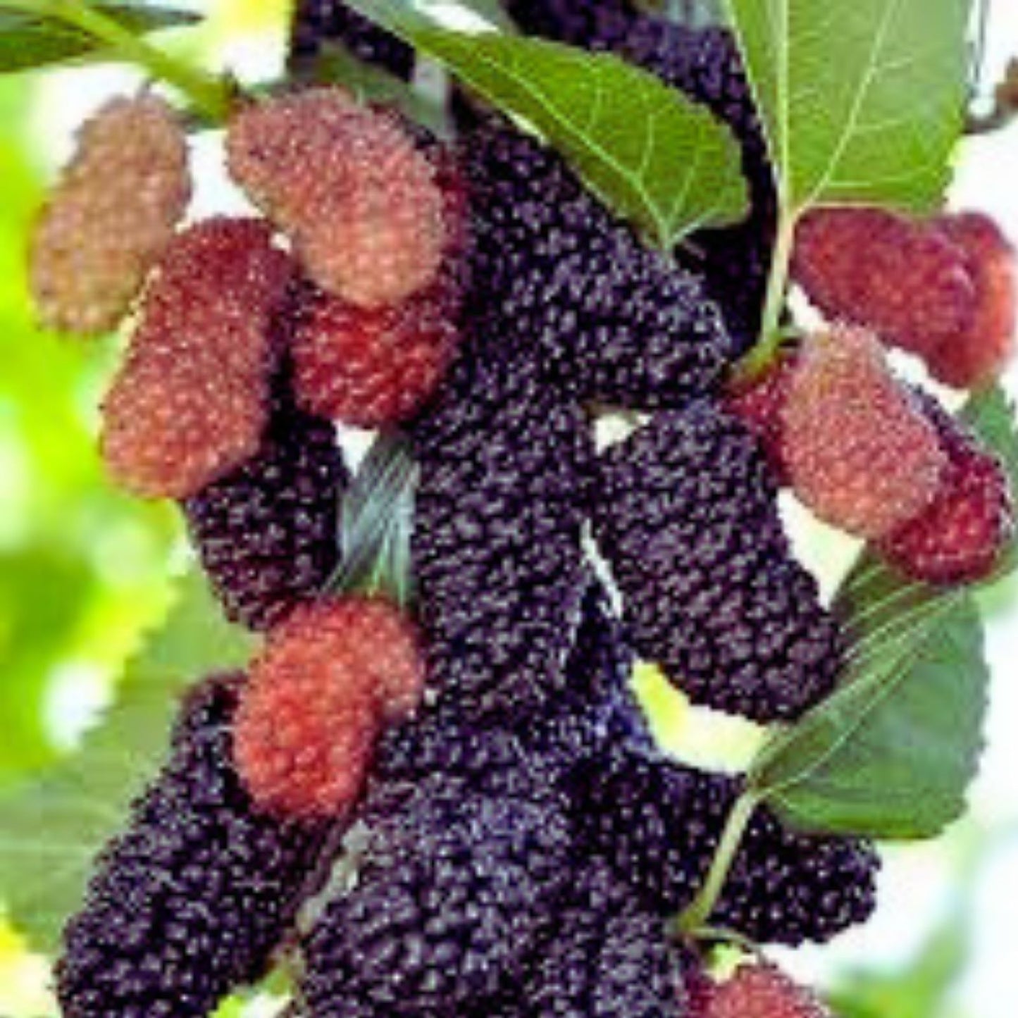 Fruit Seeds for Planting - 100 Pack Assorted Varieties - Heirloom Organic Fruit Seeds for Gardening