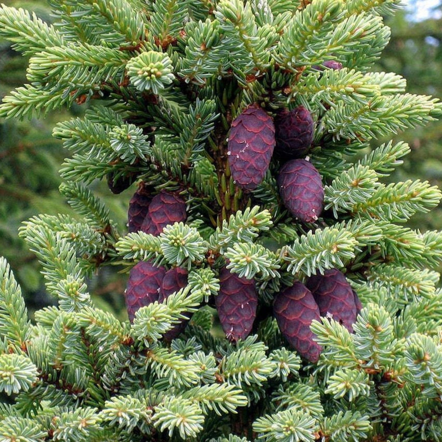Black Spruce Bonsai Tree Seeds - 20 Pack - Coniferous Tree - Picea mariana - Evergreen Bonsai Seeds