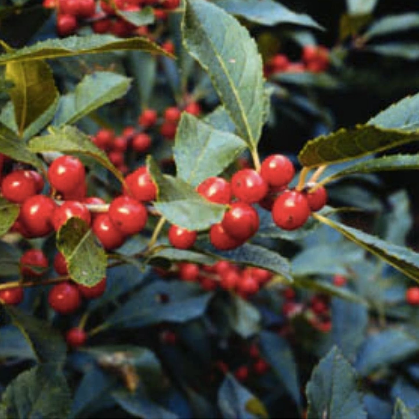 Winterberry Seeds 250mg (40 Seeds) Open Pollinated Ilex verticillata for Planting - Berry-Producing Shrubs, Ornamental, Native Plant