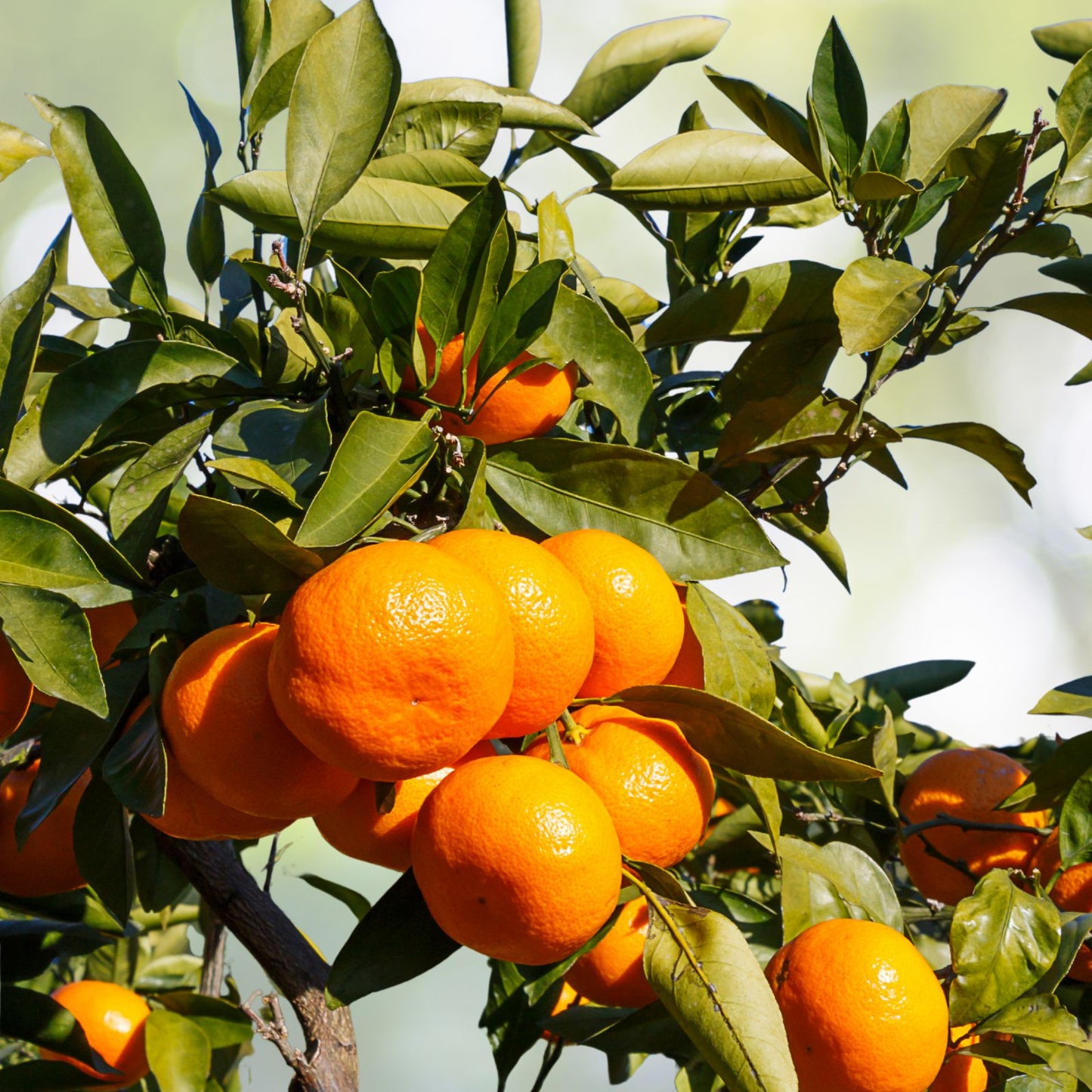 Organic Satsuma Orange Tree Seedlings - Citrus unshiu - Ideal for Home Gardeners & Container Planting