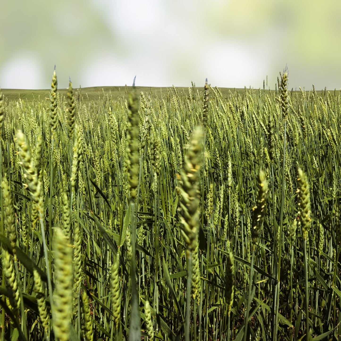 Triticale Seeds for Planting - Organic High Yield Variety - Triticosecale Grain Seeds