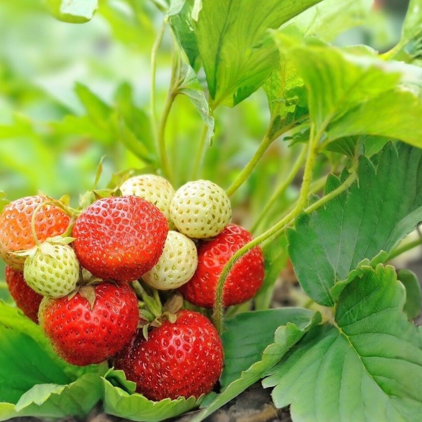 Everbearing Strawberry Plants - 10 Bare Root Edible Perennials - Organic & Pesticide Free - Fragaria x ananassa 🍓
