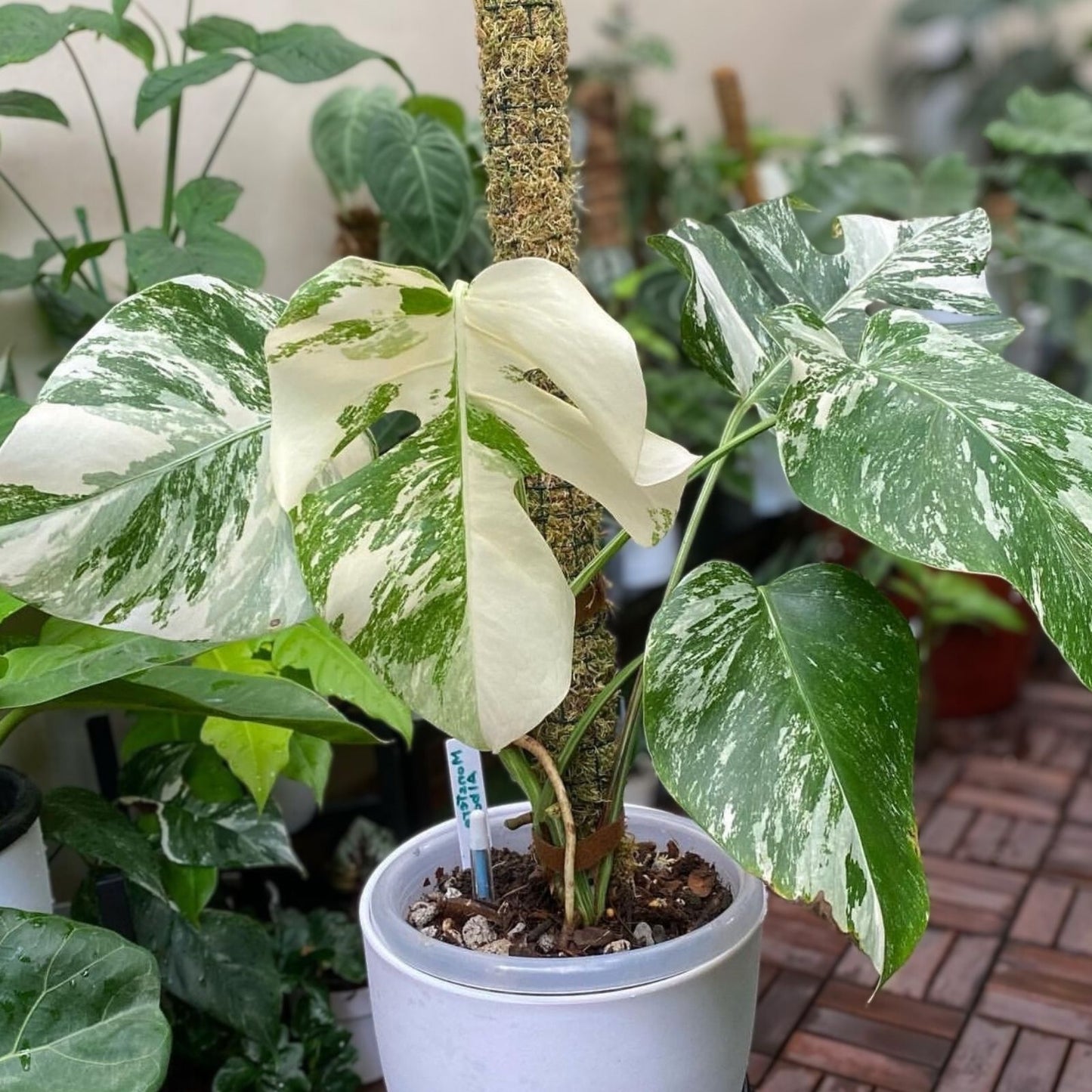 Monstera Albo Borsigiana Cutting - Rooted Variegated Houseplant - Rare Monstera Deliciosa Var. Albo