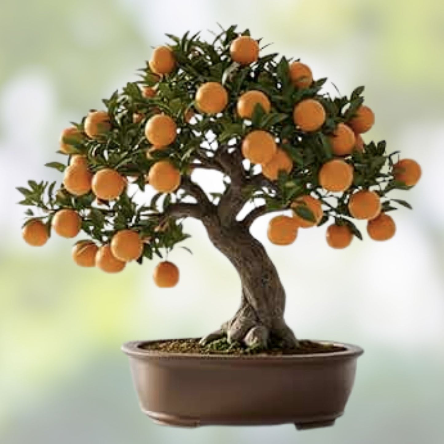 Bonsai Orange Tree Seeds 40 Count - Fruit Bearing Citrus reticulata - Mandarin Tree Seeds for Growing
