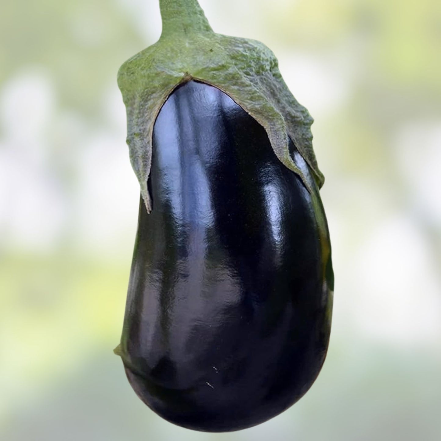 Black Beauty Eggplant Seeds | 150+ Non-GMO Heirloom Seeds | Exotic Vegetable Garden | Solanum melongena