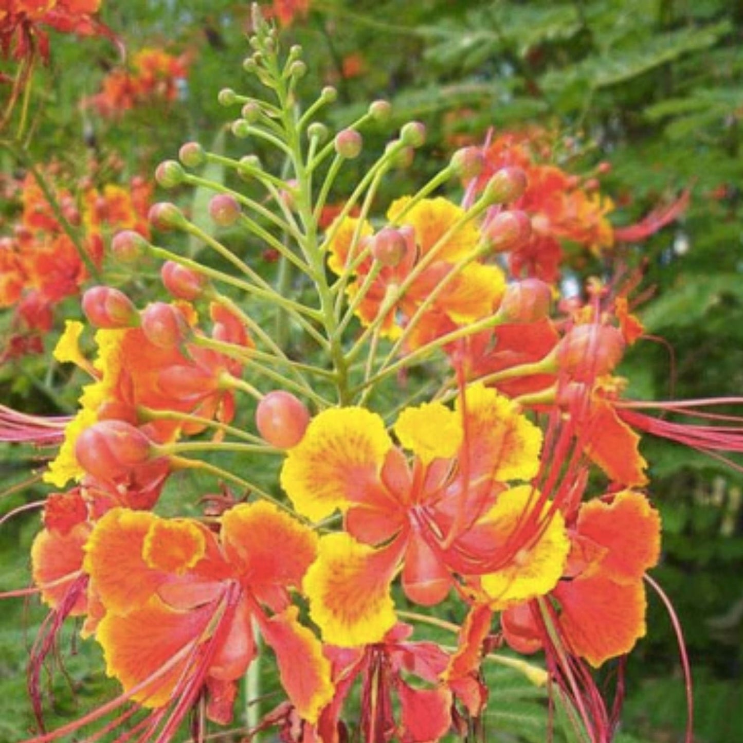 Peacock Flower Seeds 10 Red Caesalpinia pulcherrima Tropical Flowering Plant Seeds