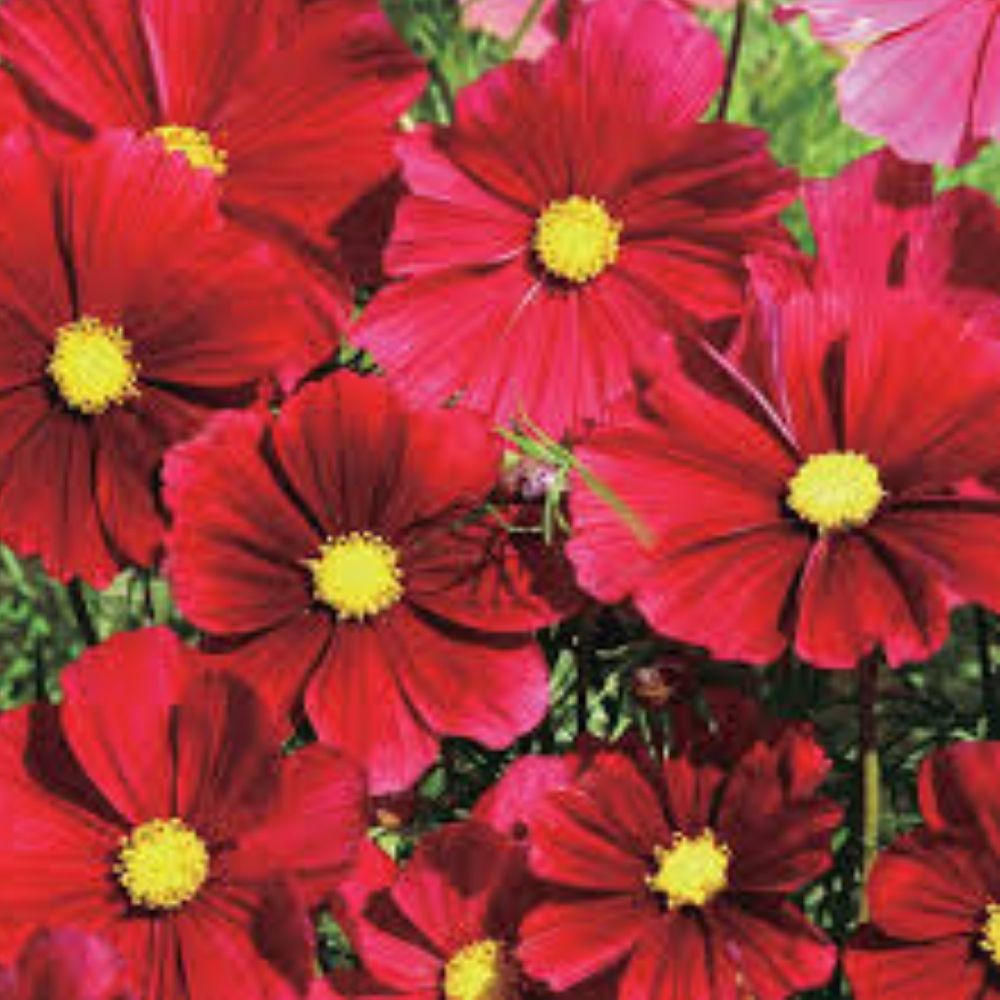 Dazzler Cosmos Seeds 100 Organic Colorful Annual Flowers Cosmos bipinnatus