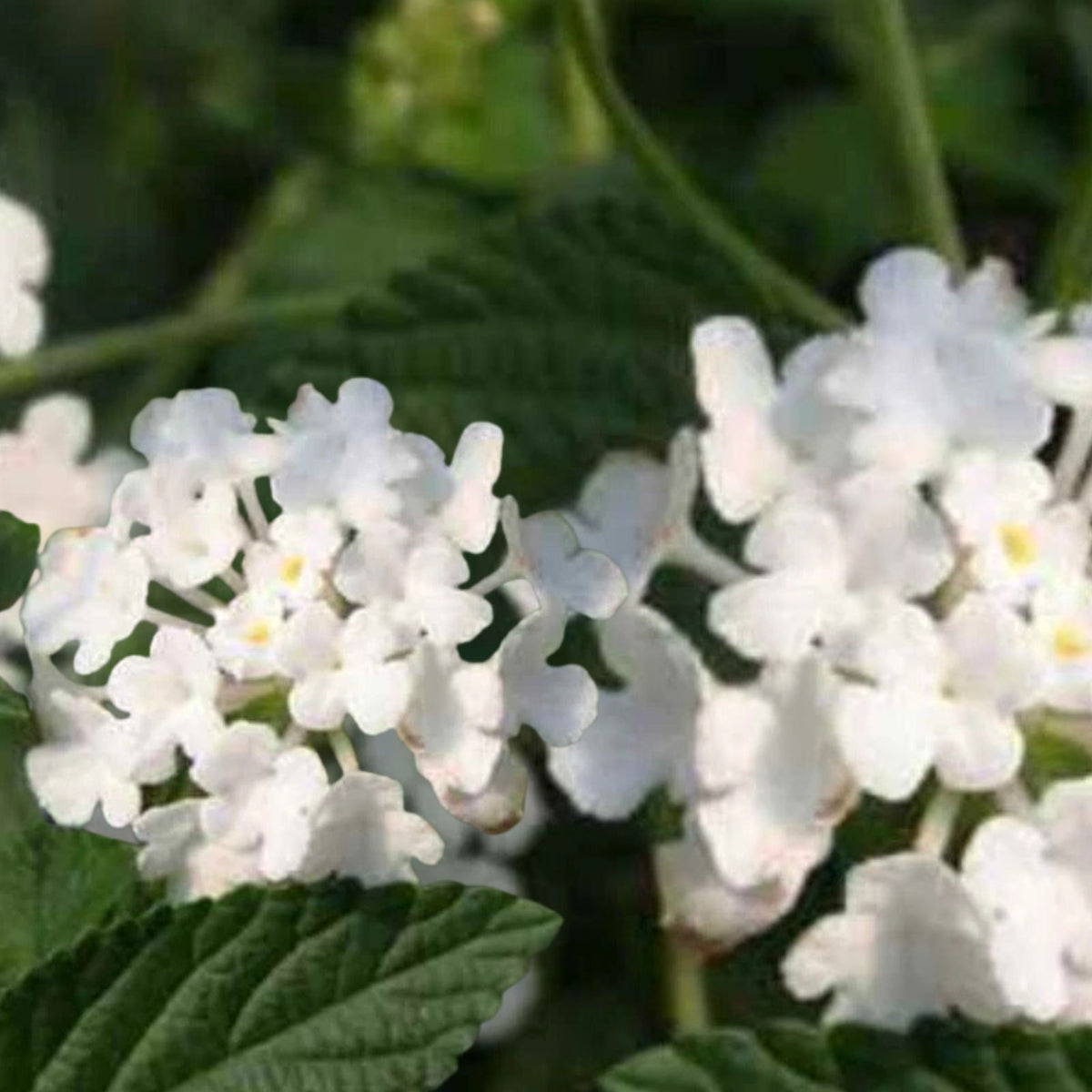 Lantana-White-Live-Plant-Hardy-Groundcover-3-to-5-Inch-Tall-Lantana-camara-Ships-Without-Pot